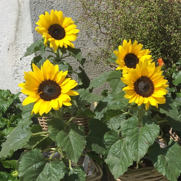 _sunflowershop